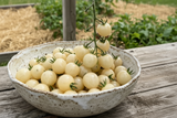 Ice cherry tomato