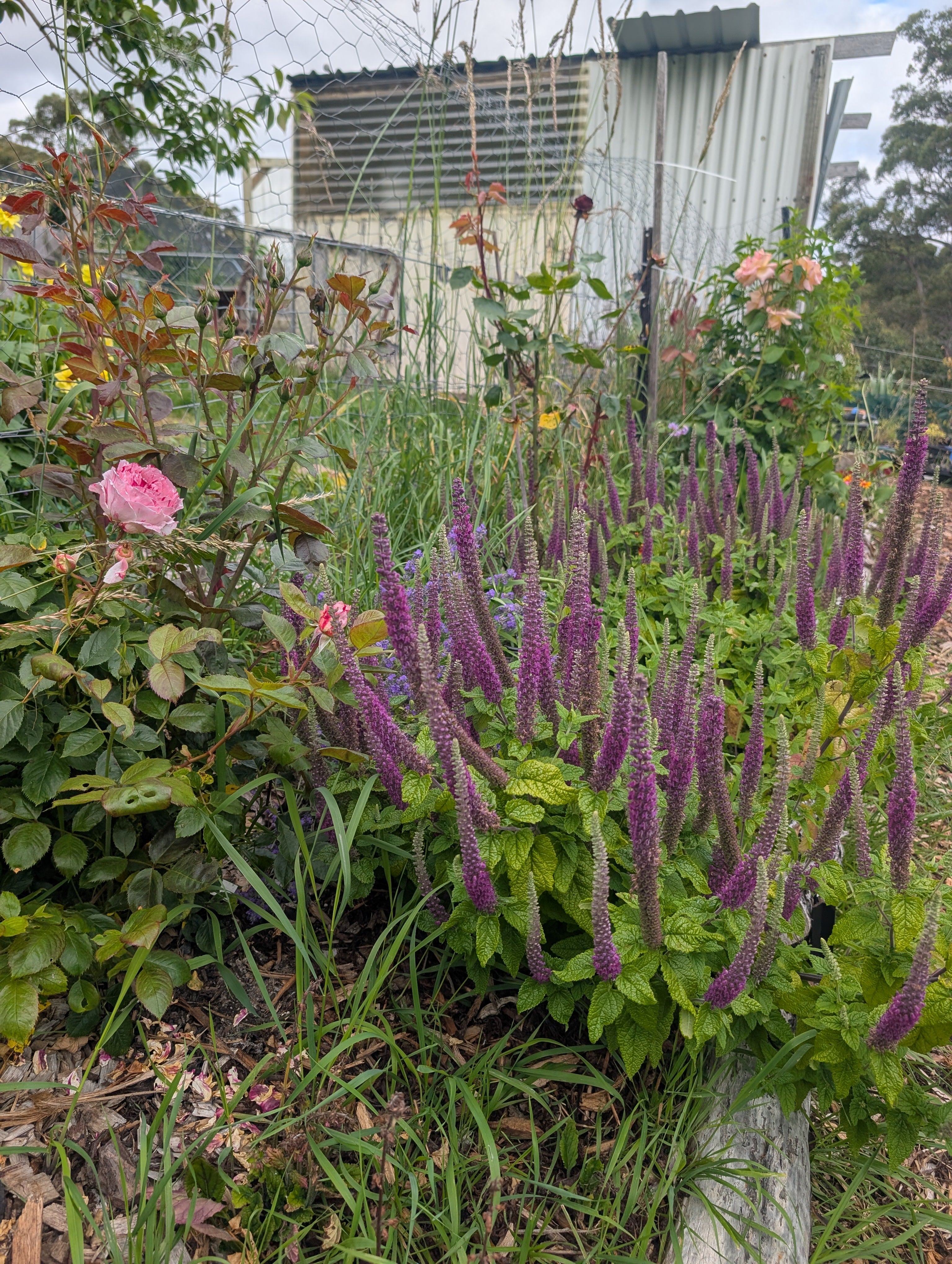 iranian wood sage seeds Tasmania 
