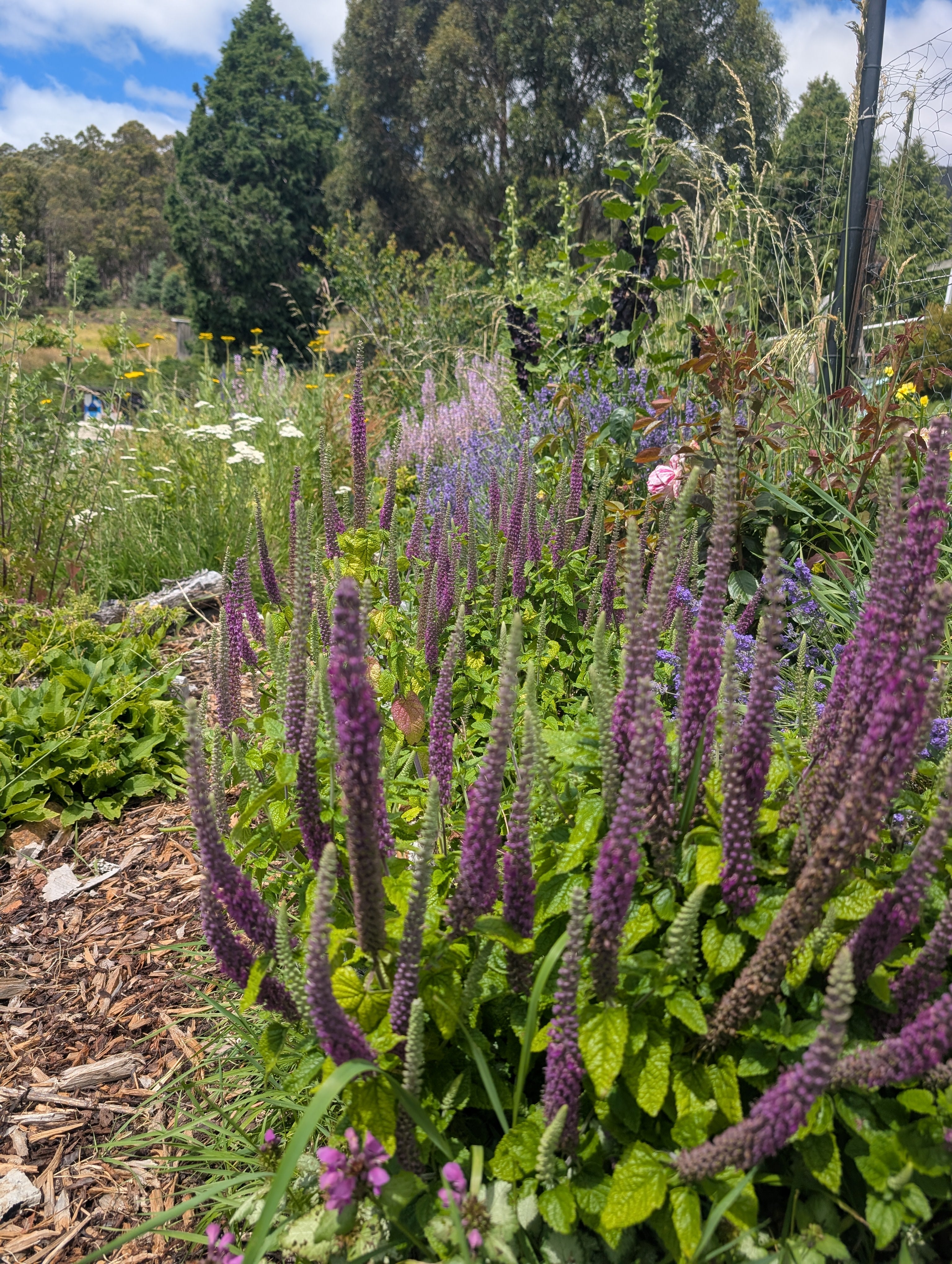 Iranian wood sage seeds Tasmania 