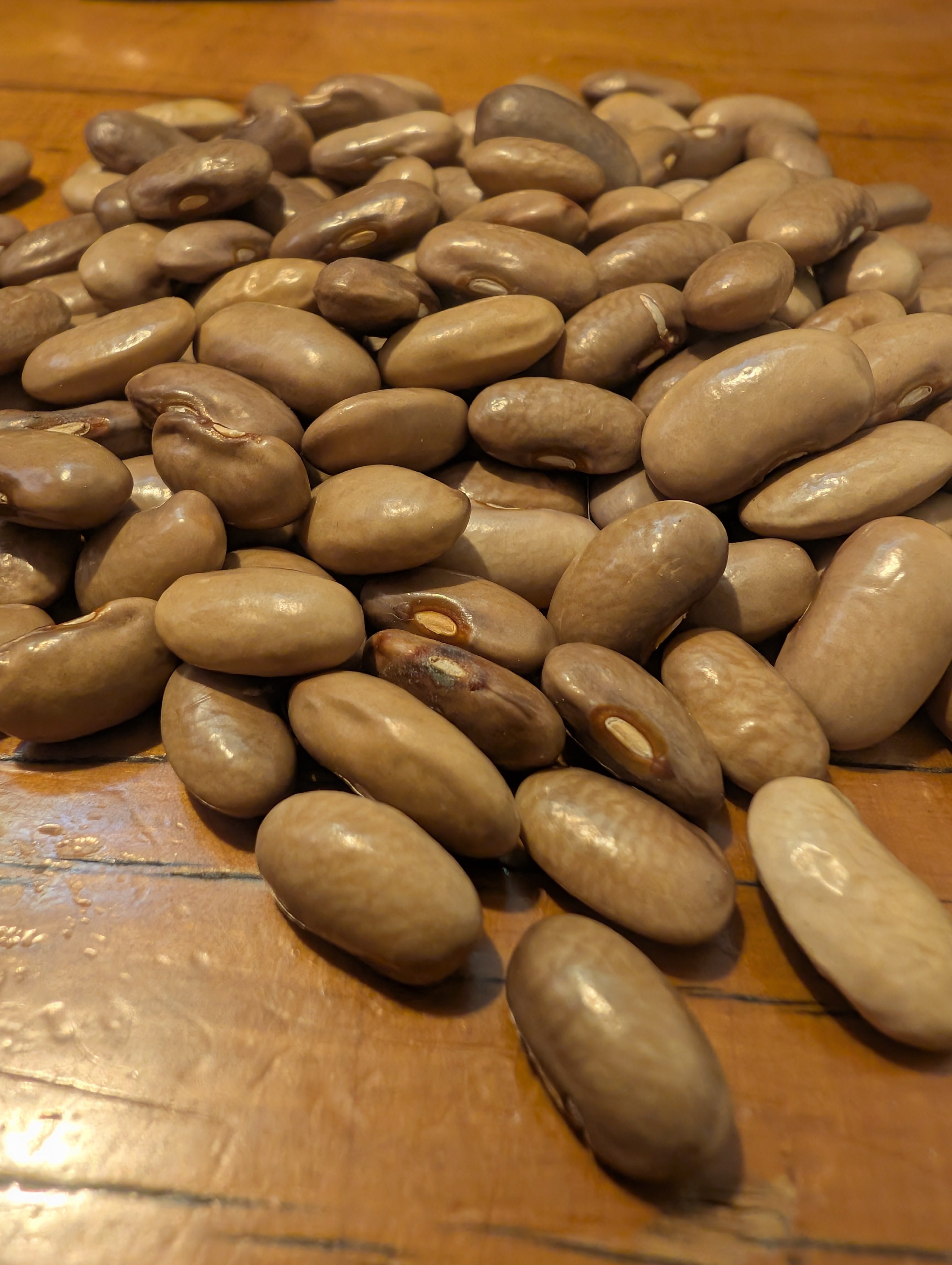 Jack rabbit beans tasmania 