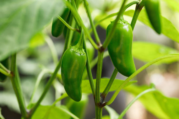 Chilli Jalapeno