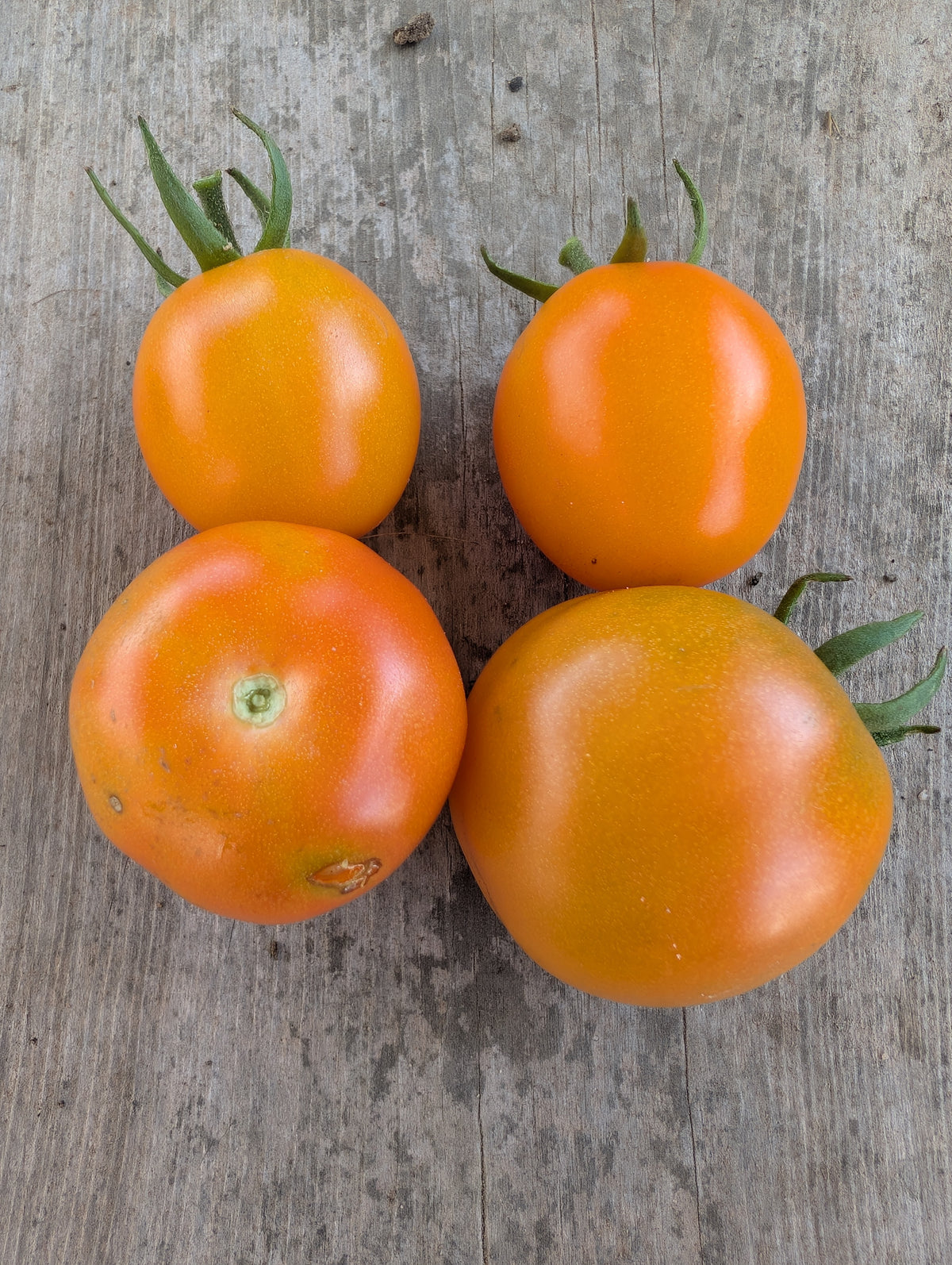 Juarne flamme tomato seeds Tasmania