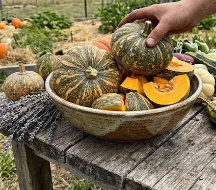 Jap pumpkin seeds tasmania