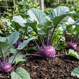 Purple kohlrabi Seeds Australia