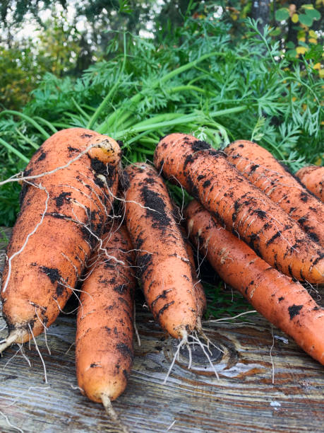 Kuroda carrot seeds 