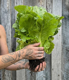 Lettuce ‘Crisp Mint’ Seeds