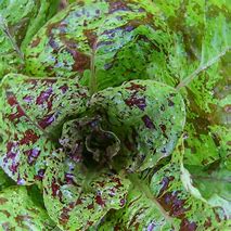 Lettuce romaine freckles