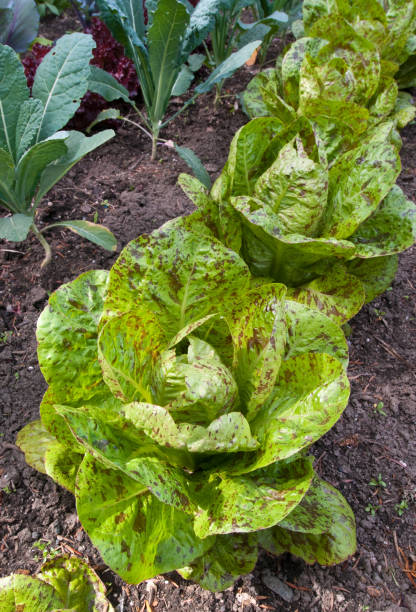 Lettuce romaine freckles