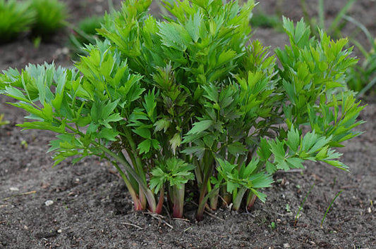 Lovage Seeds