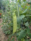 Mammoth melting snow peas tasmania