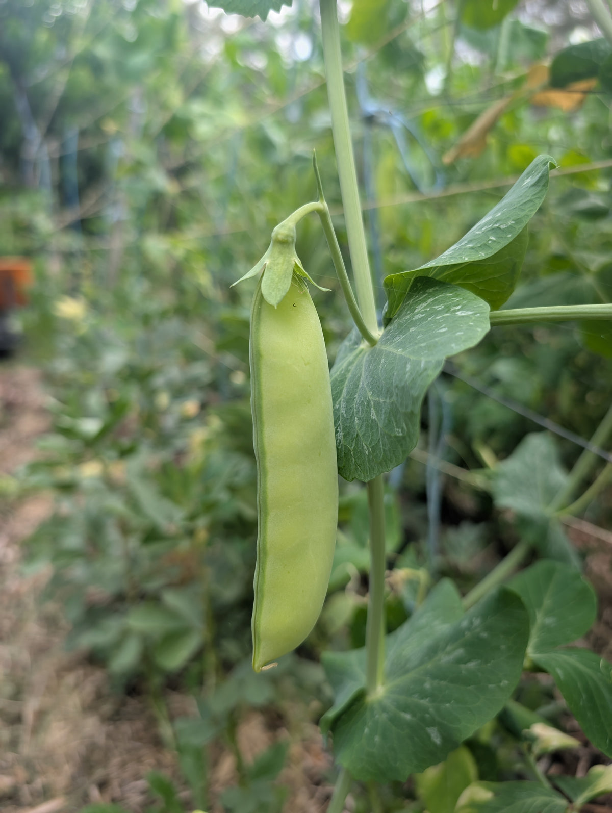 Mammoth melting snow peas tasmania