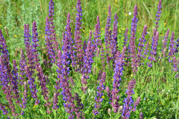 Meadow Sage