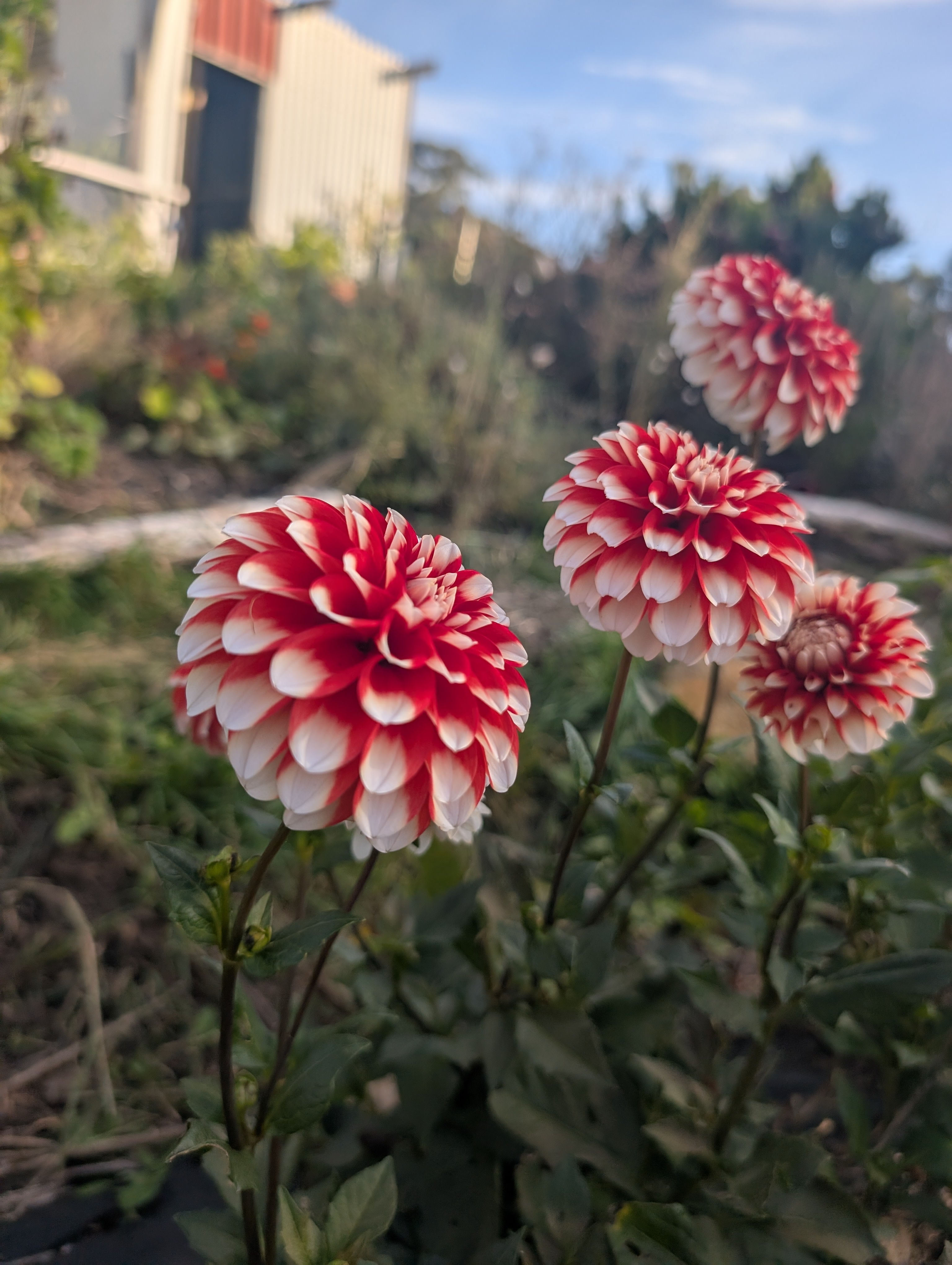 Dahlia seeds Australia 