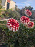 Dahlia seeds Australia 