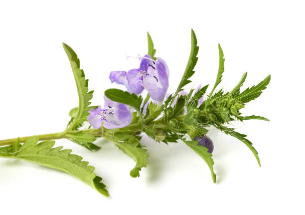 Moldavian Dragonhead seeds Main image