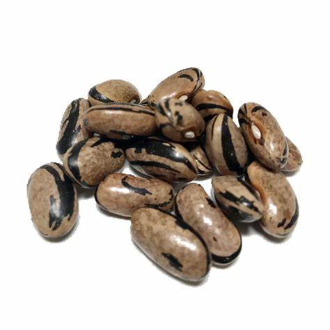 Molly Zebra bean seeds Main image