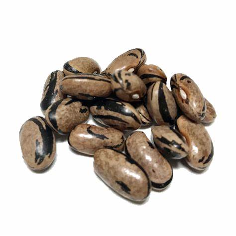 Molly Zebra bean seeds