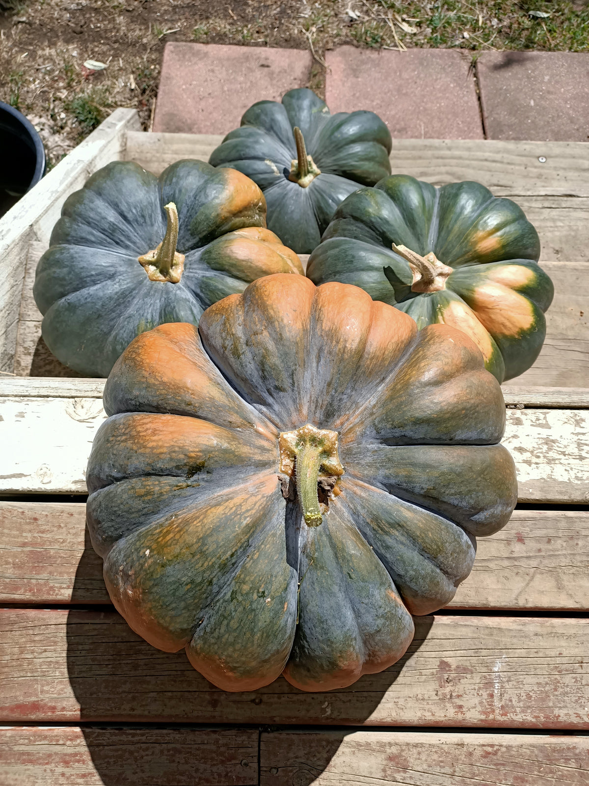 Musquee de provence pumpkin Main image