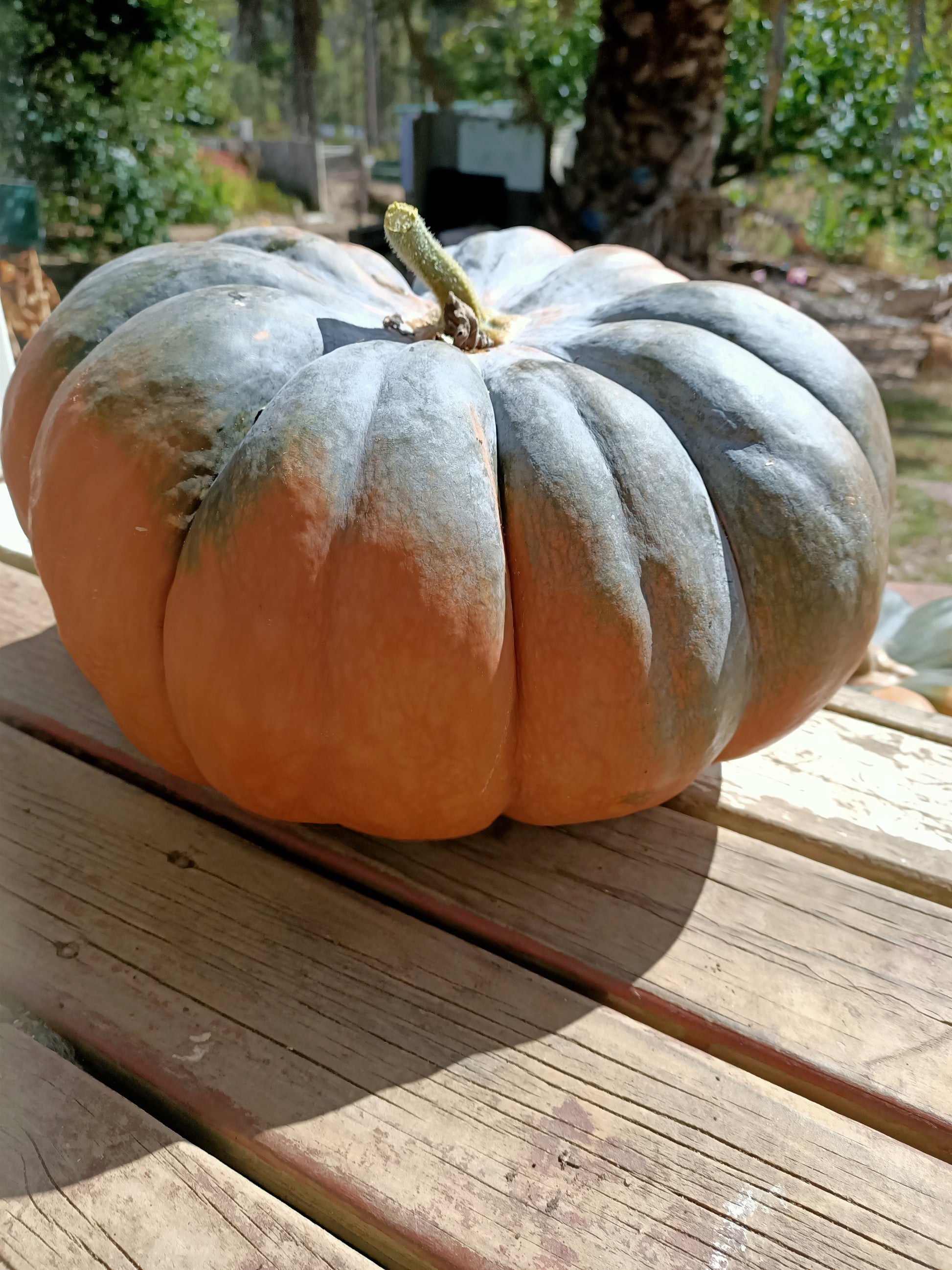 Pumpkin seeds Australia