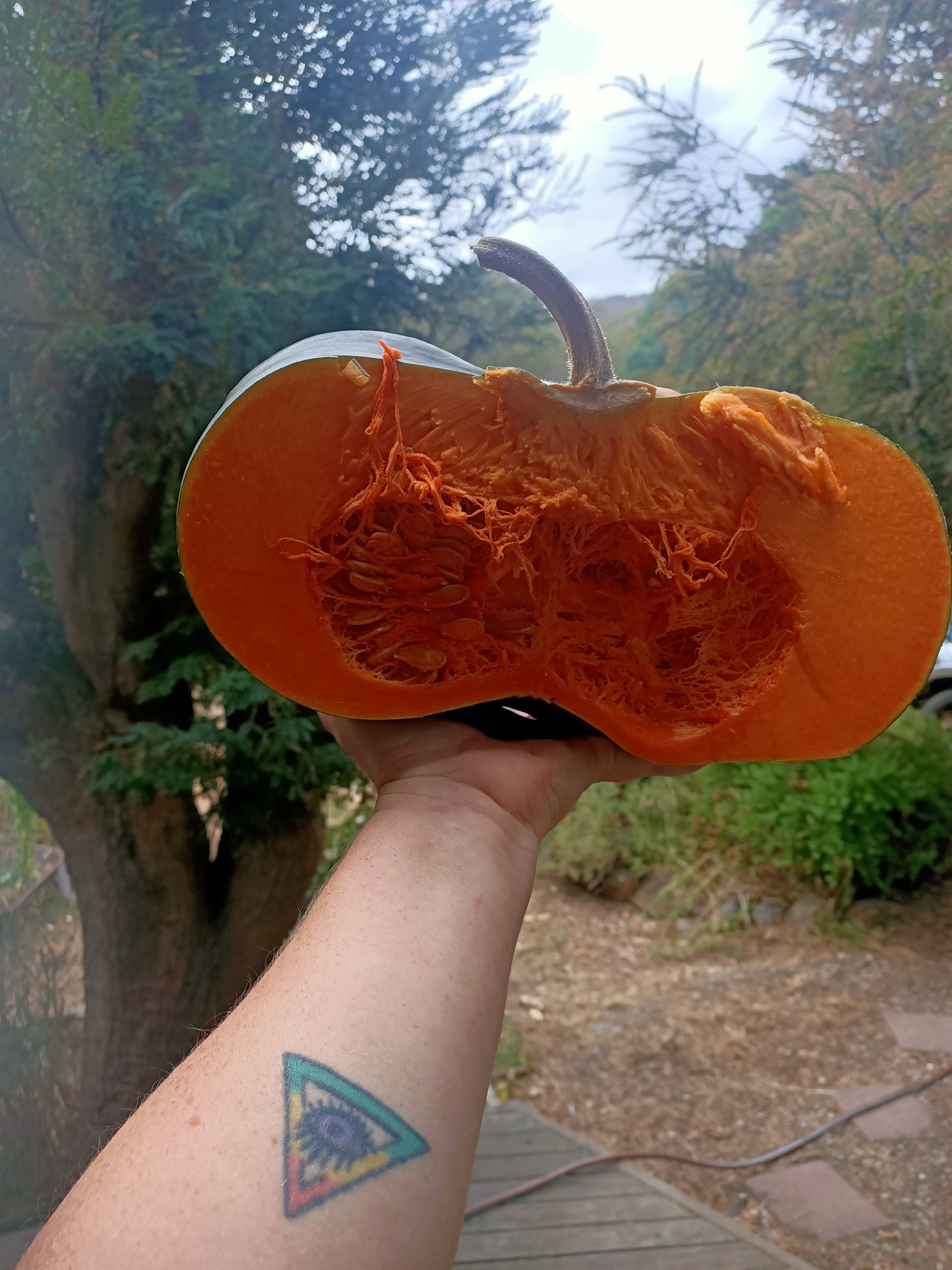 Organic pumpkin seeds Tasmania