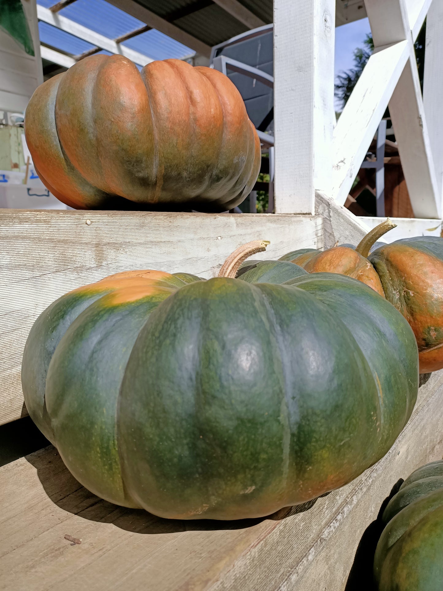Heirloom seeds Tasmania
