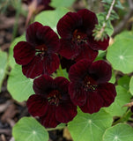 Nasturtium black seeds 