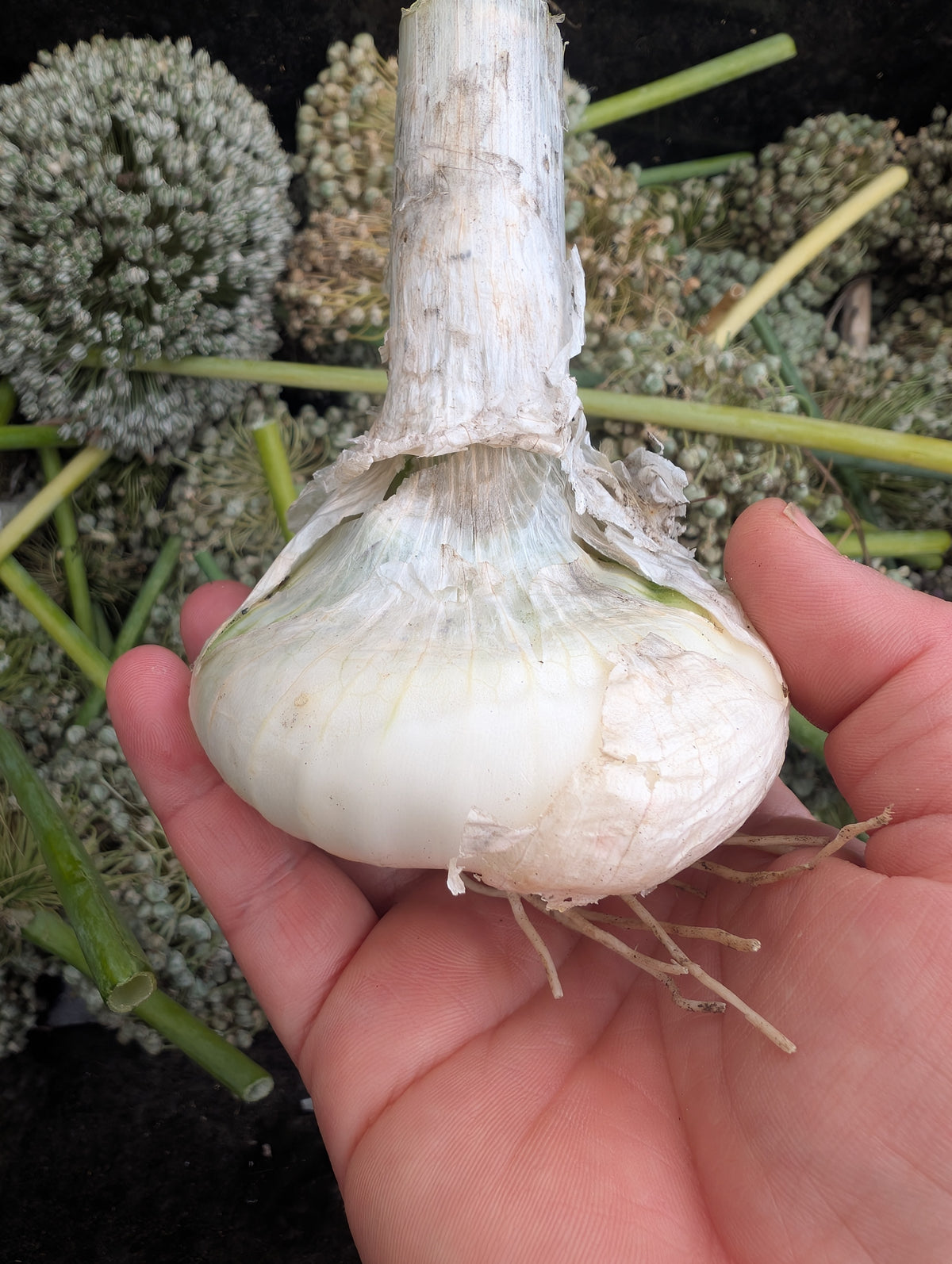 Onion Barletta Main image