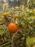 Heirloom tomato seeds Australia 
