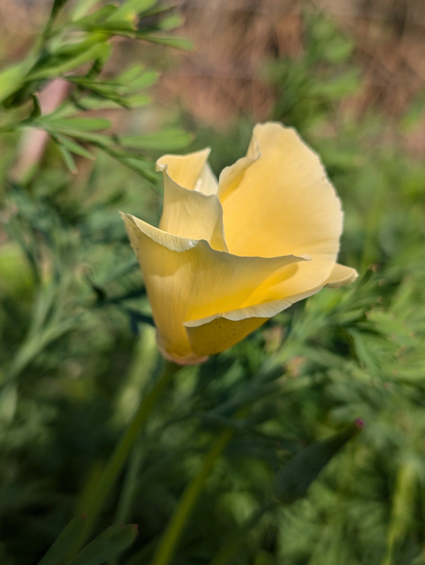 Californian Poppy Alba