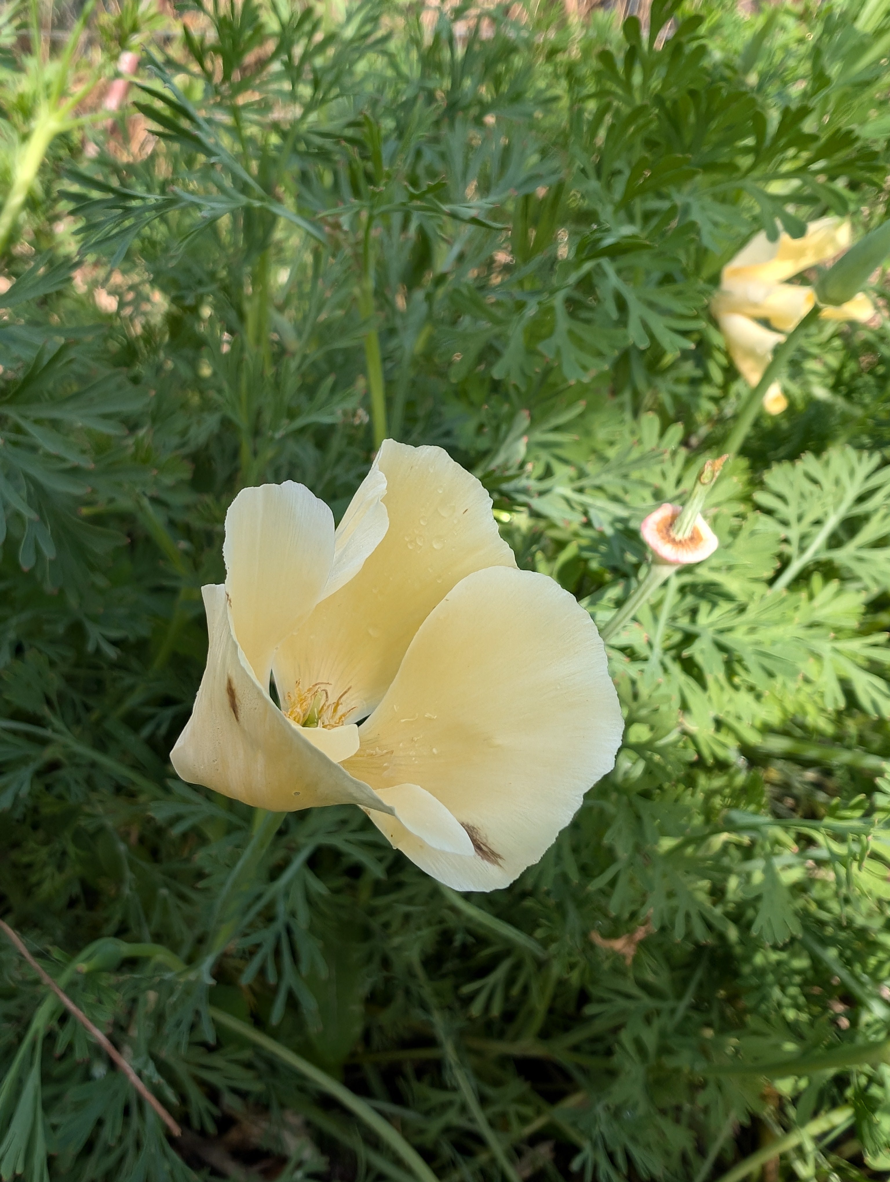 Californian Poppy Alba Secondary image