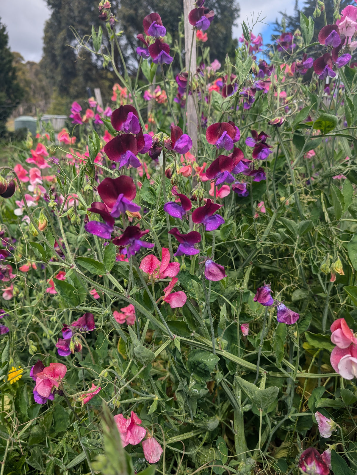Mixed Sweet Pea Flower Seeds Main image