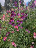 Mixed Sweet Pea Flower Seeds