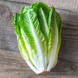 Lettuce Paris island Cos