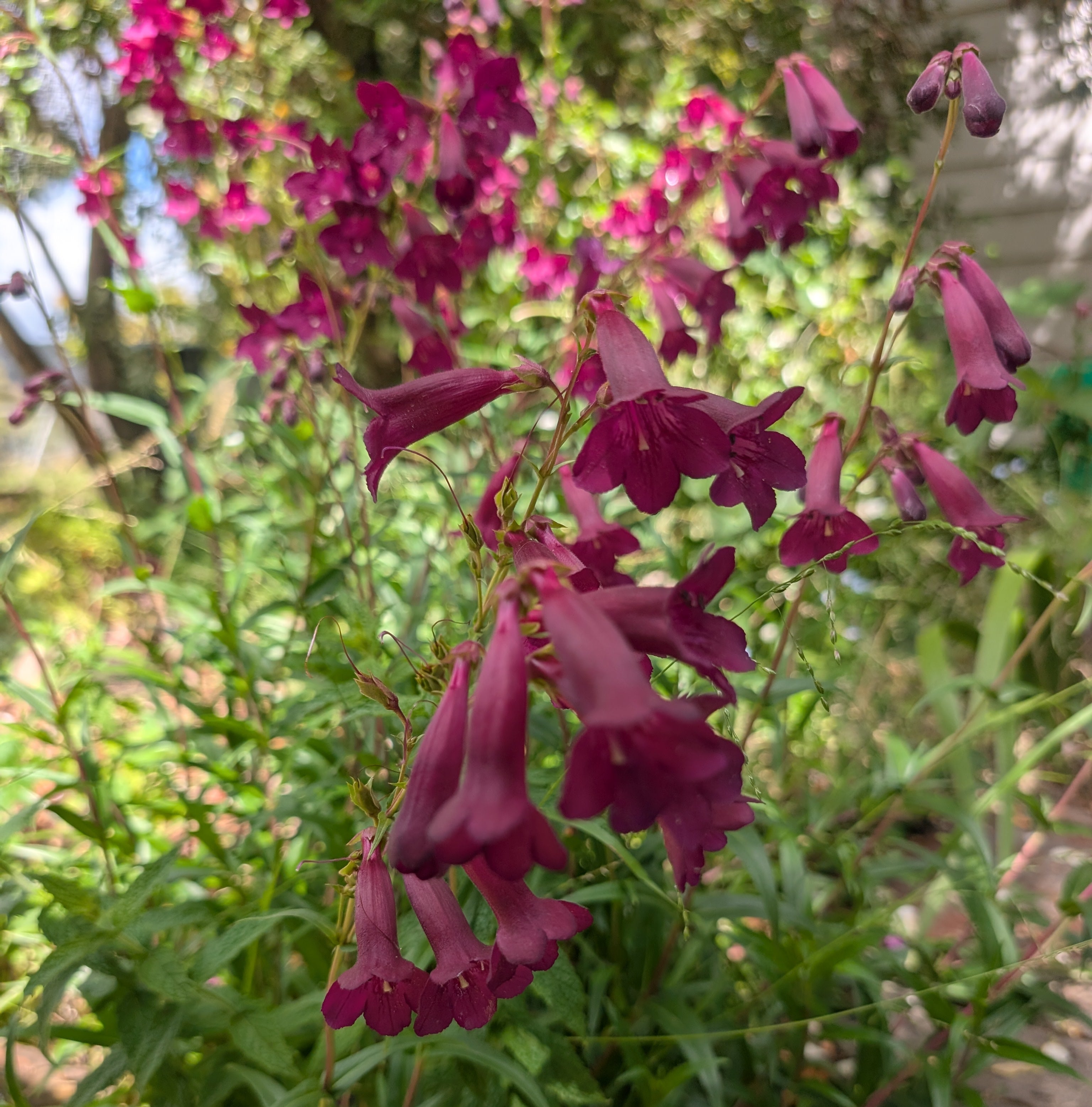 Penstemon black bird seeds Australia 