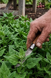Perrenial New zealand spinach seeds Australia