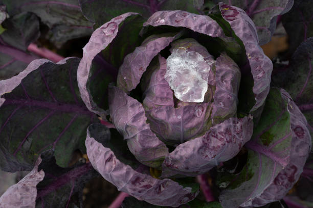 Purple brussel sprout 'Red ball' Seeds Main image