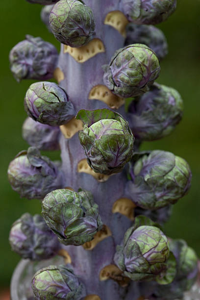 Purple brussel sprout 'Red ball' Seeds Secondary image