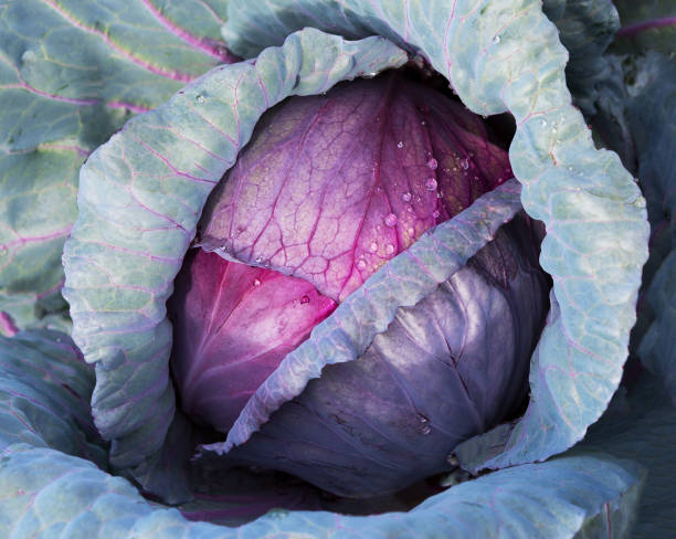Cabbage Savoy purple Main image