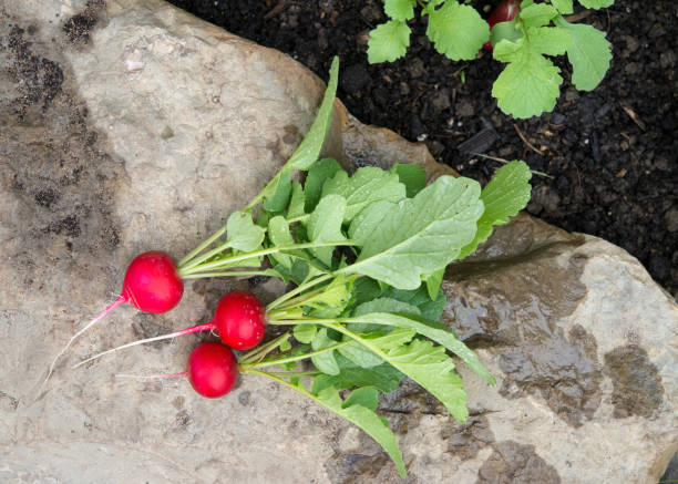 Radish Cherry Bell