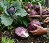 Red acre cabbage seeds