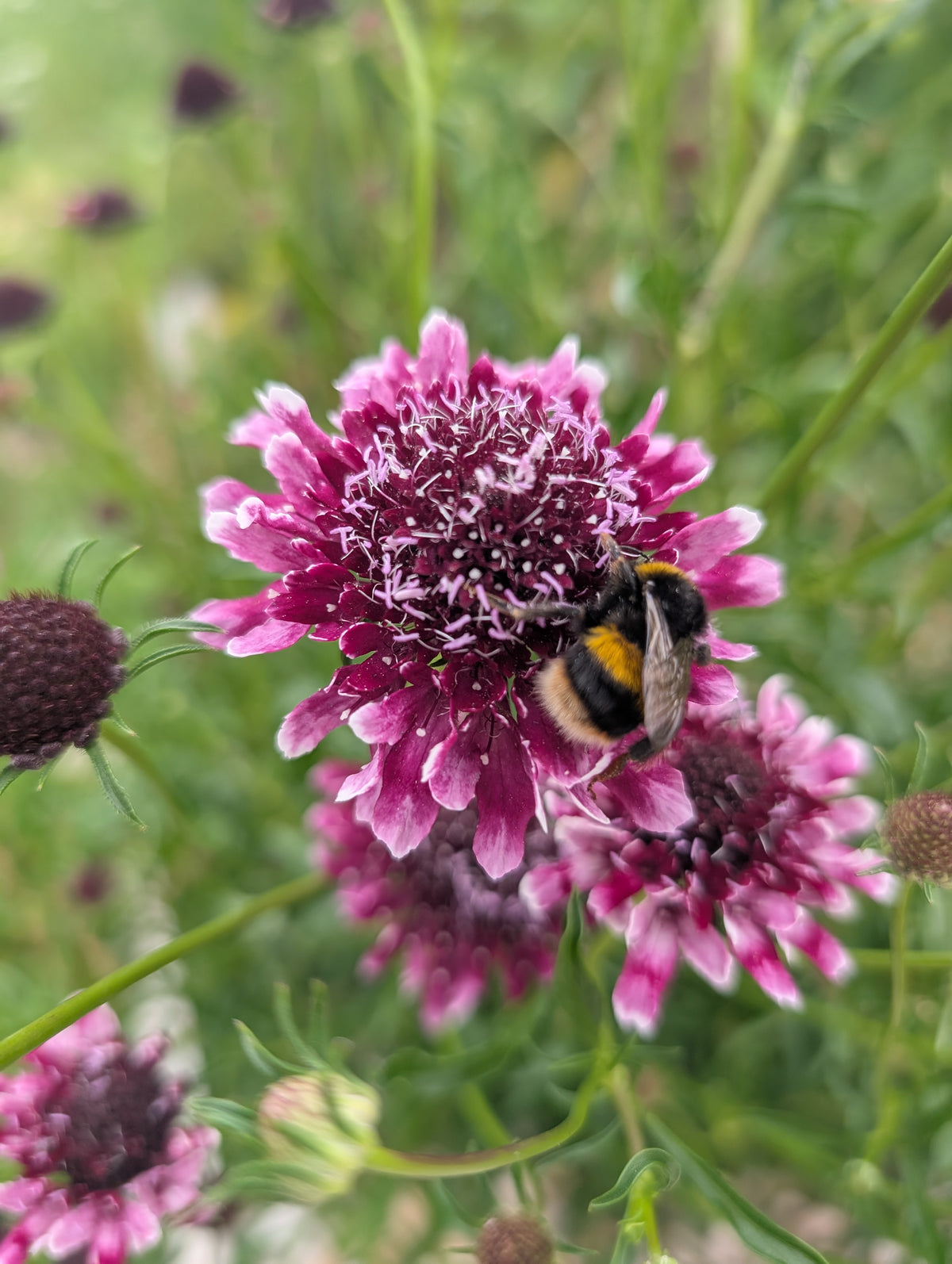 Scabiosa atropurpurea 'Beaujolais Bonnets' seeds Tasmania Main image