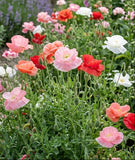 Shirley poppy flower seeds Australia