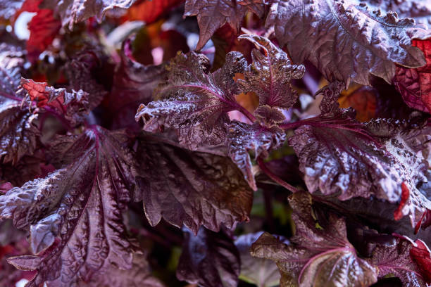 Perilla herb Main image