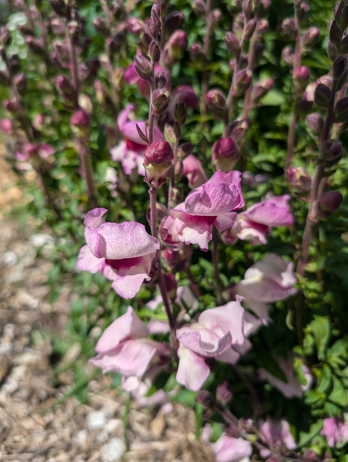 Snapdragon lucky lips Main image