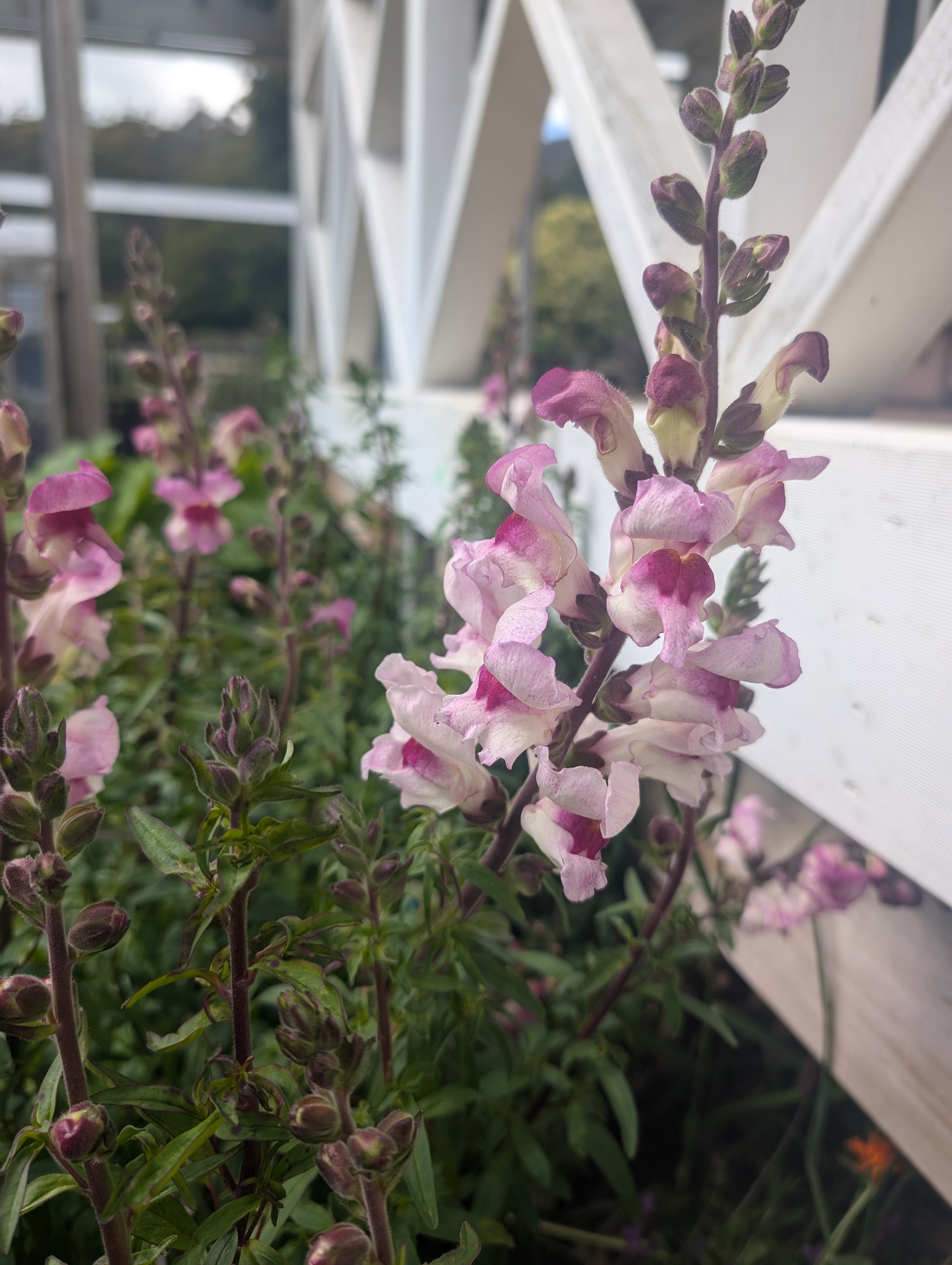 Snapdragon Lucky Lips Seeds Secondary image