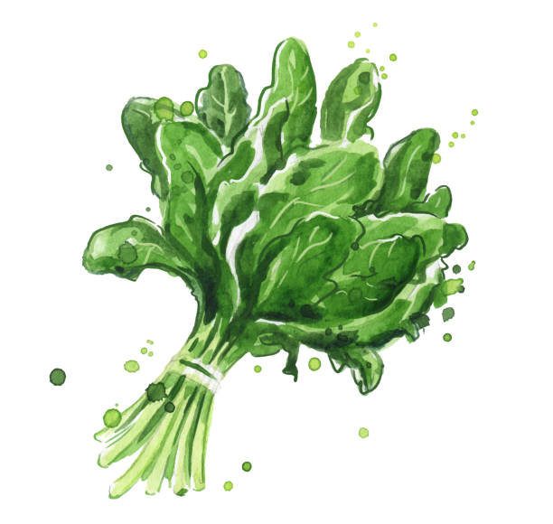 Spinach Galilee Main image