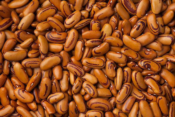 Tigers Eye bean seeds