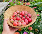 Thai pink egg tomato seeds