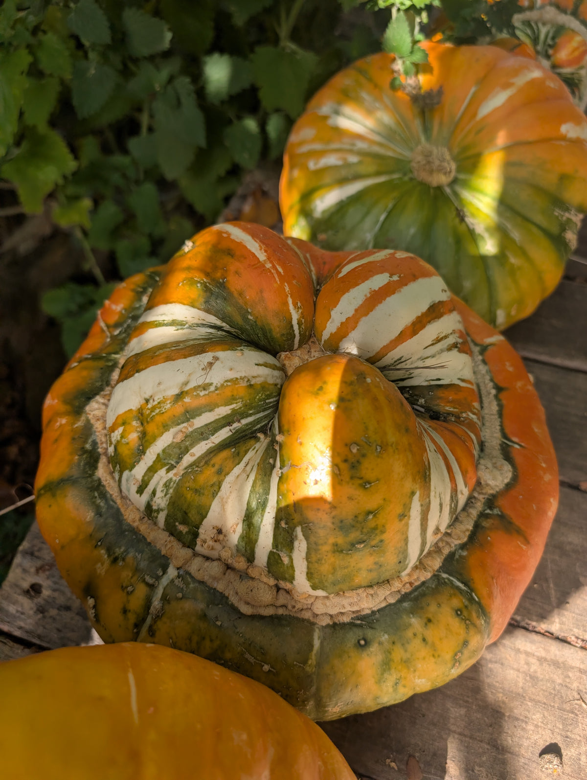 Turkish turban pumpkin seeds Tasmania 