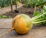 Turnip gold ball seeds Australia